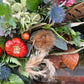 Autumn wreath